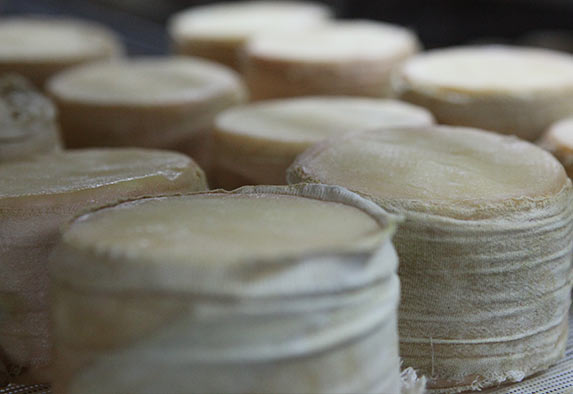 Buttery ripened sheep´s cheese